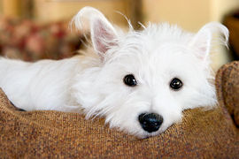Dog Friendly Hotel